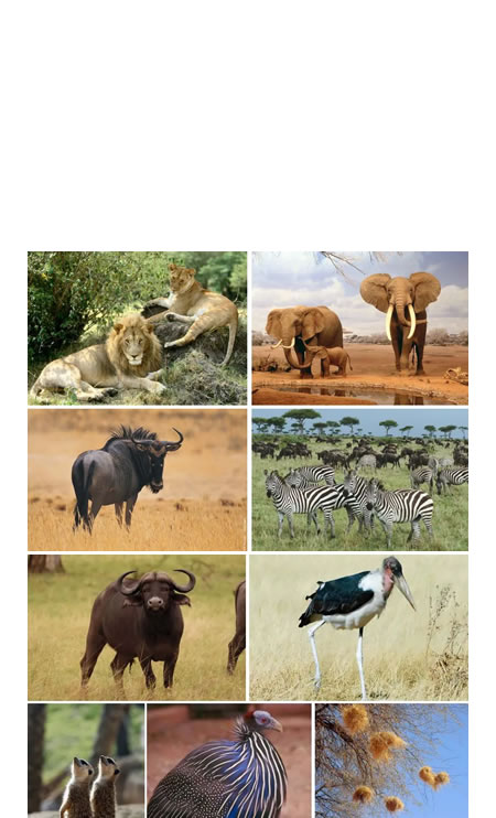 animales de la sabana africana